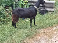 Bode, Cabras — foto 1