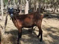Cabra, Nubian Goat — foto 2
