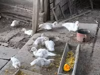 Ducks — Foto 3
