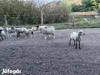 公羊, White Suffolk sheep — 照片 2