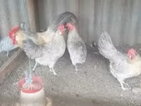 gallina danesa — foto 3