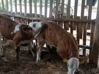 Byk, Simmental cattle — zdjęcie 5