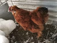 Silkie — zdjęcie 6
