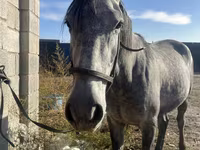 Айғыр, Orlov Trotter — 2-сурет