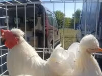 Chickens — Foto 1