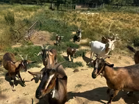 Cabras (lote, sexo não especificado), Cabras — foto 1