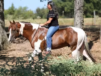 Koń, American paint horse — zdjęcie 2
