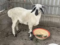 Ovan, Suffolk sheep — fotografija 2
