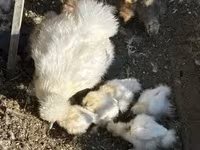 Silkie — photo 4