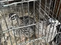 Quails — Foto 2