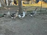 Guinea fowl — Foto 7