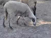Ram, Sheep — photo 4
