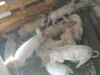 母猪, Pigs — 照片 3
