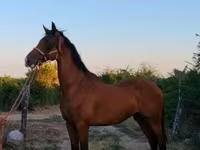 Hengst, Dutch warmblood horse — Foto 5
