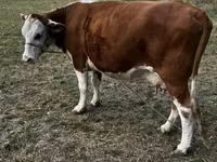 雌牛, Simmental cattle — 写真 4