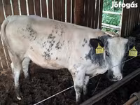 Krowa, Belgijska niebieska — zdjęcie 1