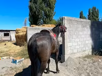 Pastuv, Karabair horse — fotografija 3