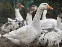 Geese — zdjęcie 1