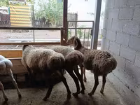 Ovelha, Rhon sheep — foto 1