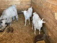 母山羊, Goats — 照片 8