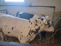 Krowa, Russian Black pied cattle — zdjęcie 4