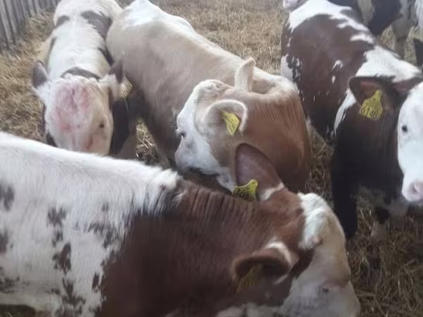 公牛, Limousin cow