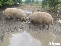 猪（批次，未指定性别）, Мангалица — 照片 6