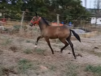 Madyan, Lipizzaner — foto 3