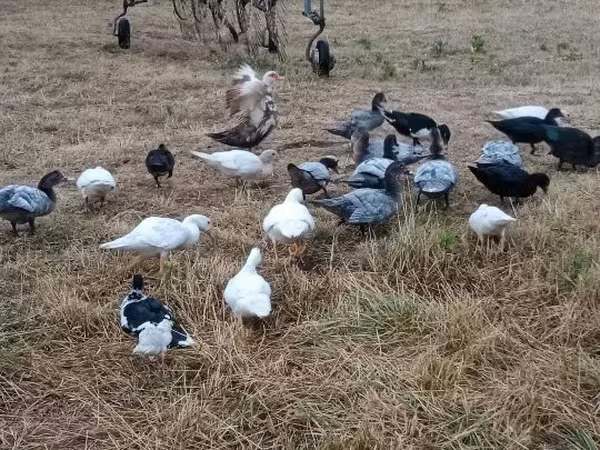 Ducks — Hungria