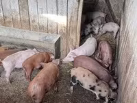 Pigs (batch, sex not specified), Топигс Норсвин — photo 6