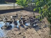 Ducks — Foto 3
