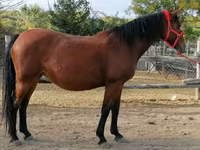 Kobyła, Hungarian horse breed — zdjęcie 3