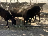 Carneiro, Ovelhas — foto 8