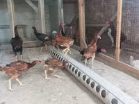 Chickens — fotografija 1