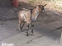 Ziegenbock, Ziegen — Foto 2
