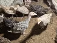 Turkeys — fotografija 4