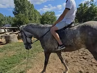 公马, Lipizzaner — 照片 1