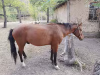 Pastuv, Karachay horse — fotografija 6