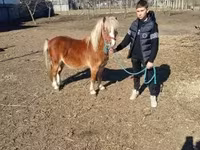 Cavalo, Cavalos — foto 1