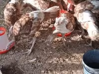 Turkeys — zdjęcie 3