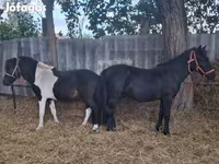 公马, Horses — 照片 2