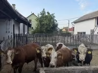 Bulle, Limousin-Kuh — Foto 4