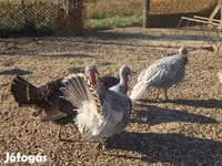 Turkeys — 照片 1