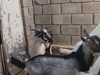 Jarac, LaMancha goats — fotografija 3