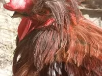 Chickens — الصورة 2