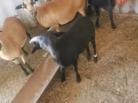 Ziegenbock, Ziegen — Foto 4