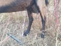 बकरी, Alpine goat — फ़ोटो 3