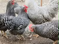 Chickens — zdjęcie 5