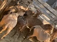 Ovca, Cameroon sheep — fotografija 4
