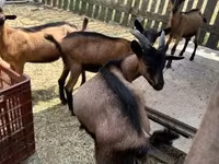 Теке, Alpine goat — 1-сурет